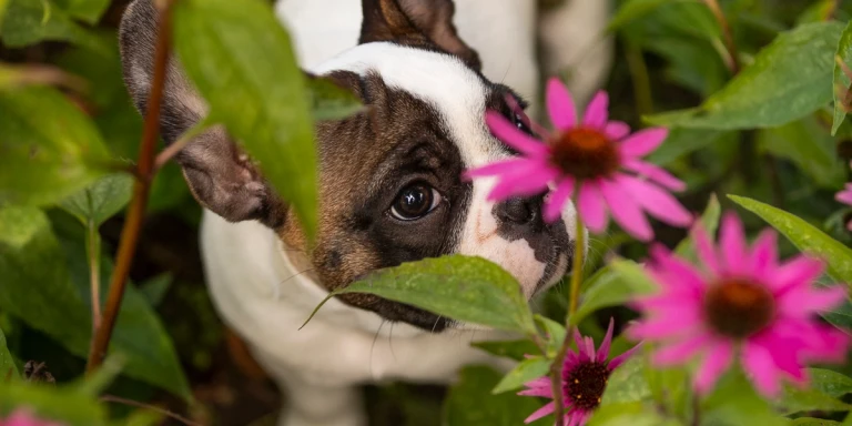 En brun, vit kortnosig hund i en blomrabatt. 