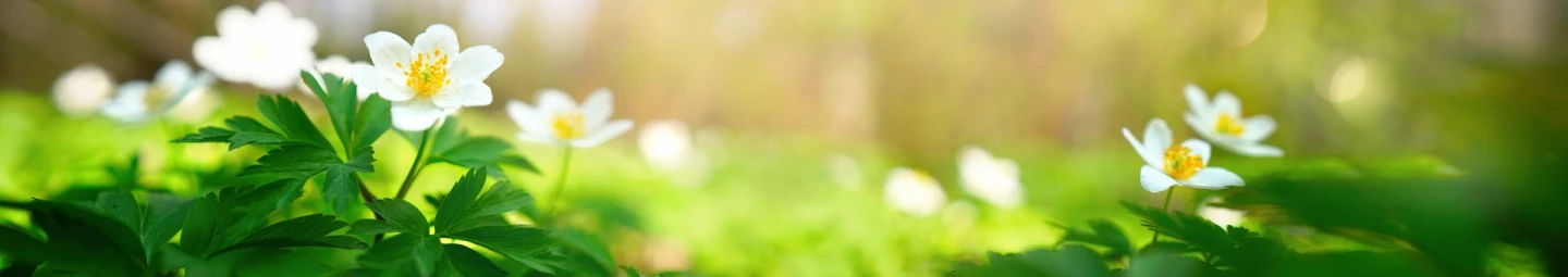 En närbild på vitsippor som växer i skogen med vårsolen i bakgrunden.